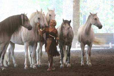 Sylvia Zerbini Horses